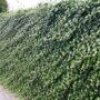 Hedera Helix, kleinbladige klimop